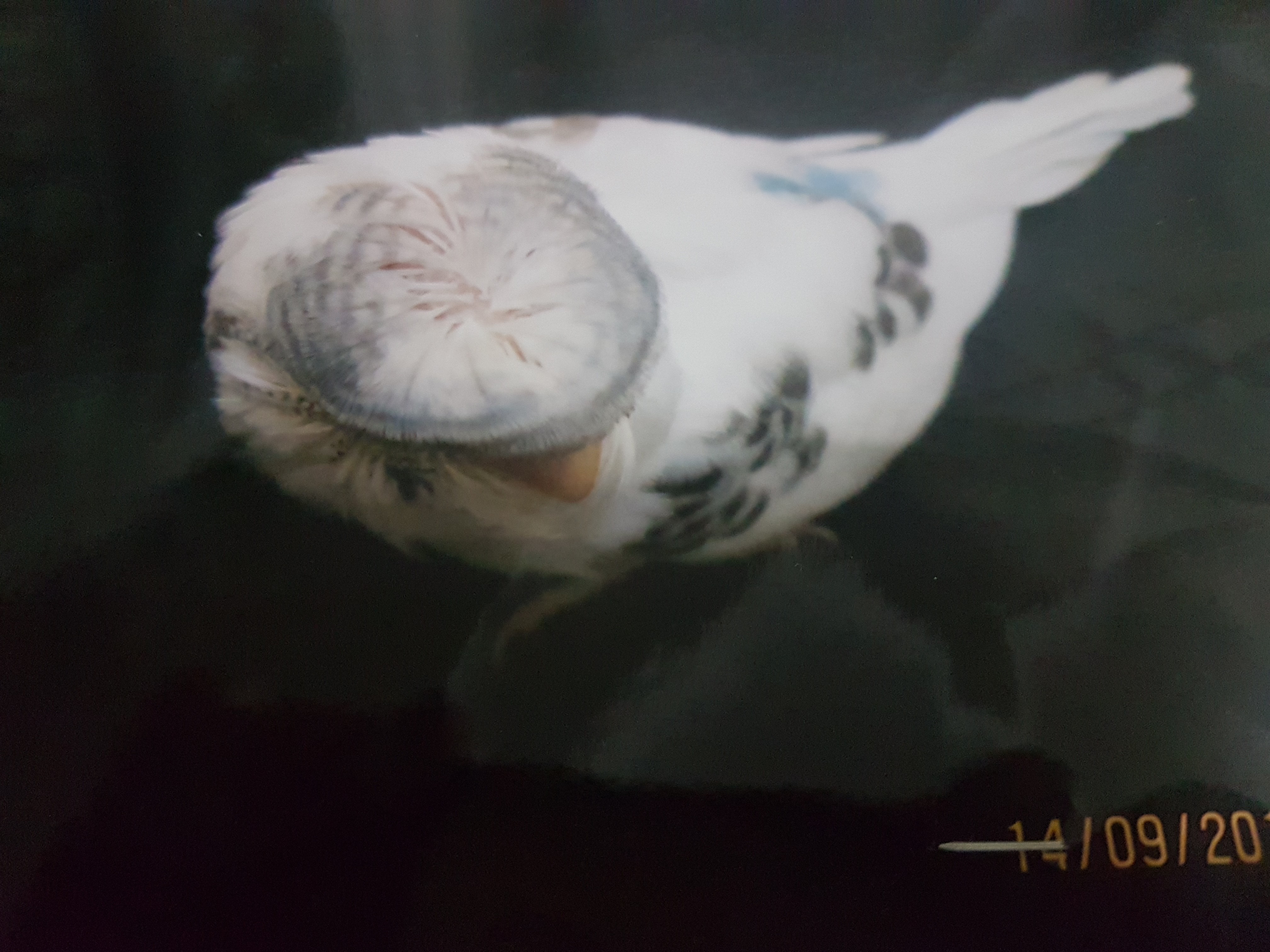 SAHİPLENMEK İÇİN TIKLAYINIZ